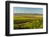 Washington State, Royal Slope. Vineyard in Washington's Columbia Valley-Richard Duval-Framed Photographic Print