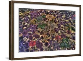 Washington State, Salt Creek. Tide Pool with Marine Life-Jaynes Gallery-Framed Photographic Print