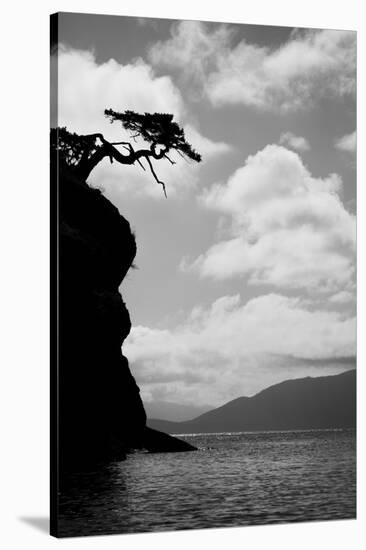 Washington State, San Juan Islands. Weathered Fir Tree Silhouette on Matia Island-Jaynes Gallery-Stretched Canvas