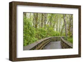 Washington State, Sandpiper Trail Boardwalk in Alder Tree Grove-Trish Drury-Framed Photographic Print