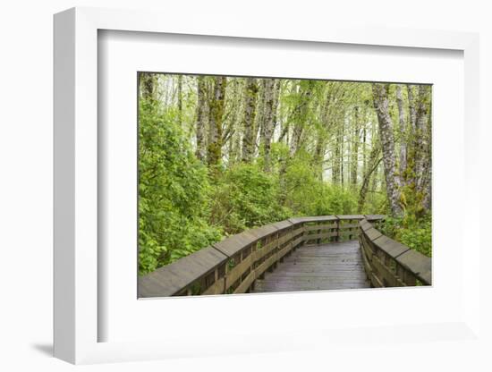 Washington State, Sandpiper Trail Boardwalk in Alder Tree Grove-Trish Drury-Framed Photographic Print