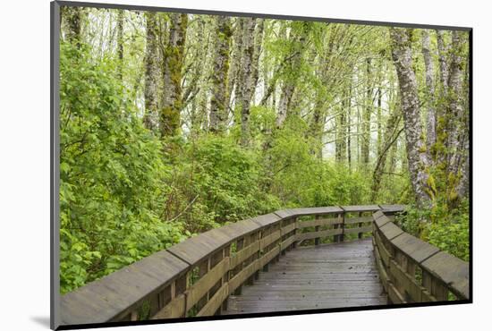 Washington State, Sandpiper Trail Boardwalk in Alder Tree Grove-Trish Drury-Mounted Photographic Print