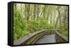 Washington State, Sandpiper Trail Boardwalk in Alder Tree Grove-Trish Drury-Framed Stretched Canvas