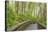 Washington State, Sandpiper Trail Boardwalk in Alder Tree Grove-Trish Drury-Stretched Canvas