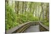 Washington State, Sandpiper Trail Boardwalk in Alder Tree Grove-Trish Drury-Stretched Canvas