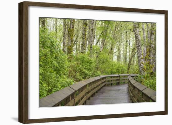 Washington State, Sandpiper Trail Boardwalk in Alder Tree Grove-Trish Drury-Framed Photographic Print