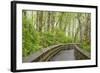 Washington State, Sandpiper Trail Boardwalk in Alder Tree Grove-Trish Drury-Framed Photographic Print