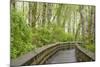 Washington State, Sandpiper Trail Boardwalk in Alder Tree Grove-Trish Drury-Mounted Photographic Print