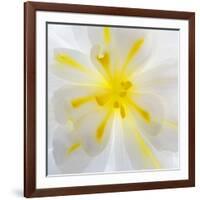 Washington State, Seabeck. Begonia Blossom Close-Up-Jaynes Gallery-Framed Photographic Print