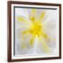 Washington State, Seabeck. Begonia Blossom Close-Up-Jaynes Gallery-Framed Photographic Print
