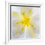 Washington State, Seabeck. Begonia Blossom Close-Up-Jaynes Gallery-Framed Photographic Print