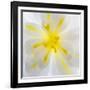 Washington State, Seabeck. Begonia Blossom Close-Up-Jaynes Gallery-Framed Photographic Print