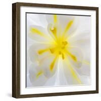 Washington State, Seabeck. Begonia Blossom Close-Up-Jaynes Gallery-Framed Photographic Print