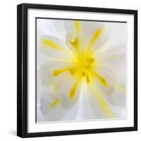 Washington State, Seabeck. Begonia Blossom Close-Up-Jaynes Gallery-Framed Photographic Print