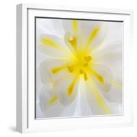 Washington State, Seabeck. Begonia Blossom Close-Up-Jaynes Gallery-Framed Photographic Print