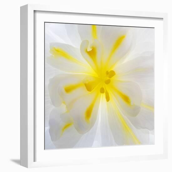 Washington State, Seabeck. Begonia Blossom Close-Up-Jaynes Gallery-Framed Photographic Print