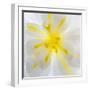 Washington State, Seabeck. Begonia Blossom Close-Up-Jaynes Gallery-Framed Photographic Print