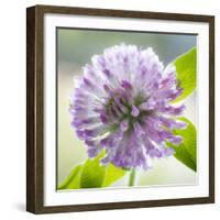 Washington State, Seabeck. Clover Blossom Flowers-Jaynes Gallery-Framed Photographic Print