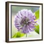 Washington State, Seabeck. Clover Blossom Flowers-Jaynes Gallery-Framed Photographic Print