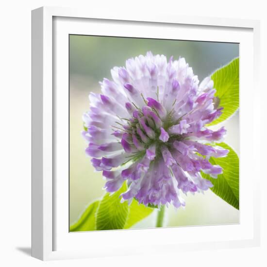 Washington State, Seabeck. Clover Blossom Flowers-Jaynes Gallery-Framed Photographic Print