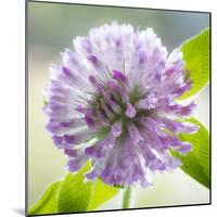 Washington State, Seabeck. Clover Blossom Flowers-Jaynes Gallery-Mounted Photographic Print