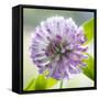 Washington State, Seabeck. Clover Blossom Flowers-Jaynes Gallery-Framed Stretched Canvas