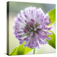 Washington State, Seabeck. Clover Blossom Flowers-Jaynes Gallery-Stretched Canvas