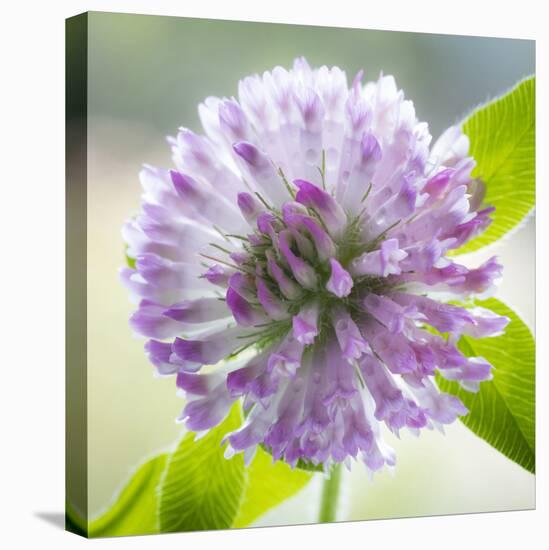 Washington State, Seabeck. Clover Blossom Flowers-Jaynes Gallery-Stretched Canvas