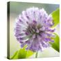 Washington State, Seabeck. Clover Blossom Flowers-Jaynes Gallery-Stretched Canvas