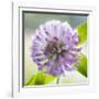 Washington State, Seabeck. Clover Blossom Flowers-Jaynes Gallery-Framed Photographic Print