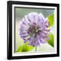 Washington State, Seabeck. Clover Blossom Flowers-Jaynes Gallery-Framed Photographic Print