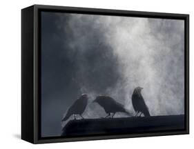 Washington State, Seabeck. Crows Backlit with Steam Coming from Sun on Roof Top-Jaynes Gallery-Framed Stretched Canvas