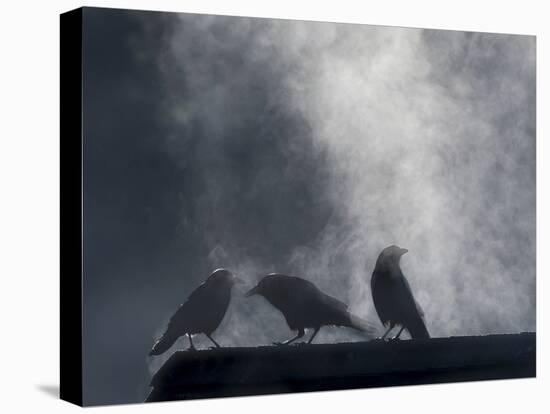 Washington State, Seabeck. Crows Backlit with Steam Coming from Sun on Roof Top-Jaynes Gallery-Stretched Canvas