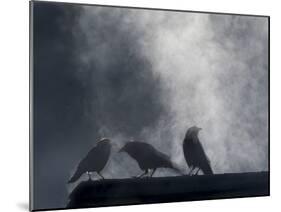 Washington State, Seabeck. Crows Backlit with Steam Coming from Sun on Roof Top-Jaynes Gallery-Mounted Photographic Print