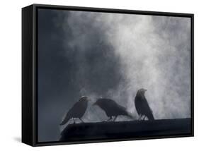 Washington State, Seabeck. Crows Backlit with Steam Coming from Sun on Roof Top-Jaynes Gallery-Framed Stretched Canvas
