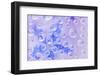 Washington State, Seabeck. Field of Flowers Reflected in Water Drops-Jaynes Gallery-Framed Photographic Print