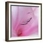 Washington State, Seabeck. Gladiola Blossom Close-Up-Jaynes Gallery-Framed Photographic Print