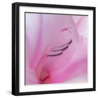 Washington State, Seabeck. Gladiola Blossom Close-Up-Jaynes Gallery-Framed Photographic Print