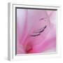 Washington State, Seabeck. Gladiola Blossom Close-Up-Jaynes Gallery-Framed Photographic Print