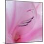 Washington State, Seabeck. Gladiola Blossom Close-Up-Jaynes Gallery-Mounted Photographic Print