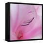 Washington State, Seabeck. Gladiola Blossom Close-Up-Jaynes Gallery-Framed Stretched Canvas