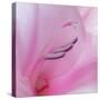 Washington State, Seabeck. Gladiola Blossom Close-Up-Jaynes Gallery-Stretched Canvas