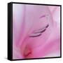 Washington State, Seabeck. Gladiola Blossom Close-Up-Jaynes Gallery-Framed Stretched Canvas