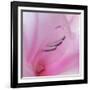 Washington State, Seabeck. Gladiola Blossom Close-Up-Jaynes Gallery-Framed Photographic Print