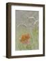 Washington State, Seabeck. Maple Leaf in Meadow Grasses in Meadow-Don Paulson-Framed Photographic Print