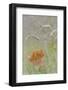 Washington State, Seabeck. Maple Leaf in Meadow Grasses in Meadow-Don Paulson-Framed Photographic Print