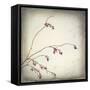 Washington State, Seabeck. Plum Tree Branch with Spring Buds-Jaynes Gallery-Framed Stretched Canvas