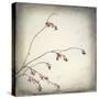 Washington State, Seabeck. Plum Tree Branch with Spring Buds-Jaynes Gallery-Stretched Canvas