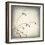 Washington State, Seabeck. Plum Tree Branch with Spring Buds-Jaynes Gallery-Framed Photographic Print