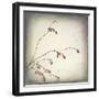 Washington State, Seabeck. Plum Tree Branch with Spring Buds-Jaynes Gallery-Framed Photographic Print